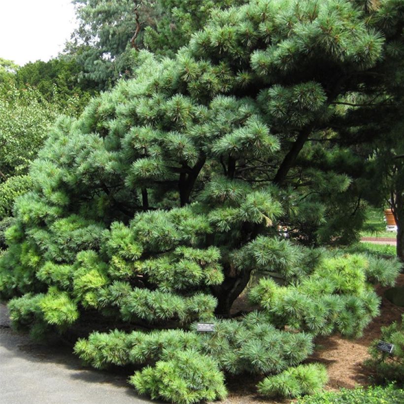 Pinus strobus Radiata - Weymouths-Kiefer (Hafen)