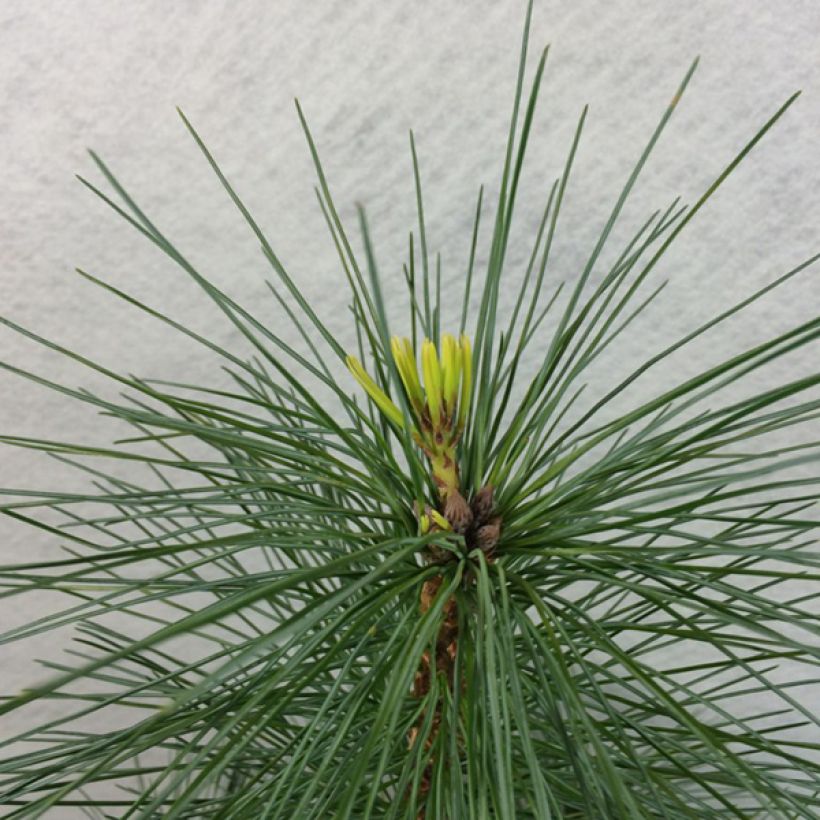 Pinus strobus Wendy - Weymouths-Kiefer (Laub)