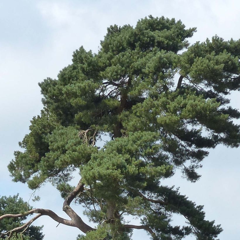 Pinus sylvestris - Wald-Kiefer (Laub)