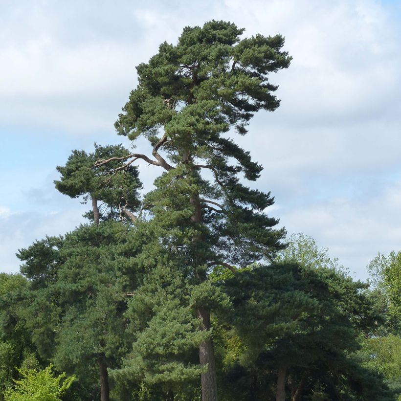 Pinus sylvestris - Wald-Kiefer (Hafen)