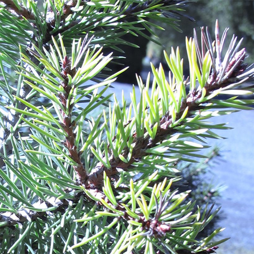 Pinus sylvestris Doone Valley - Wald-Kiefer (Laub)