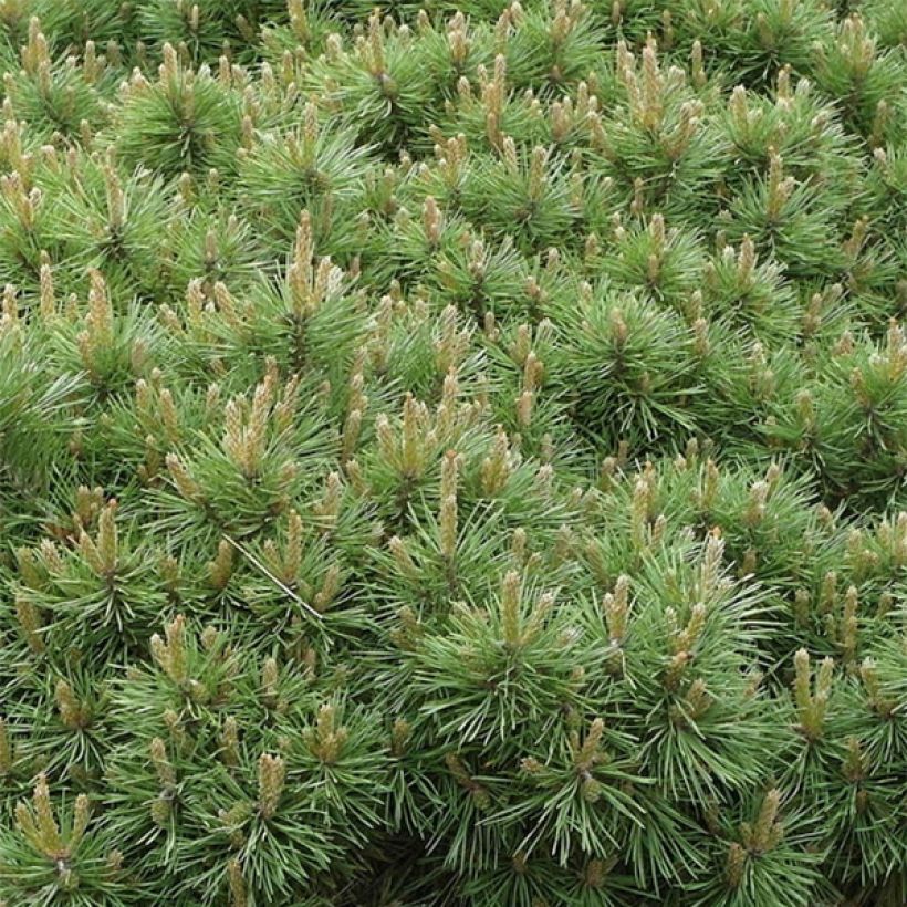 Pinus sylvestris Sandringham - Wald-Kiefer (Laub)