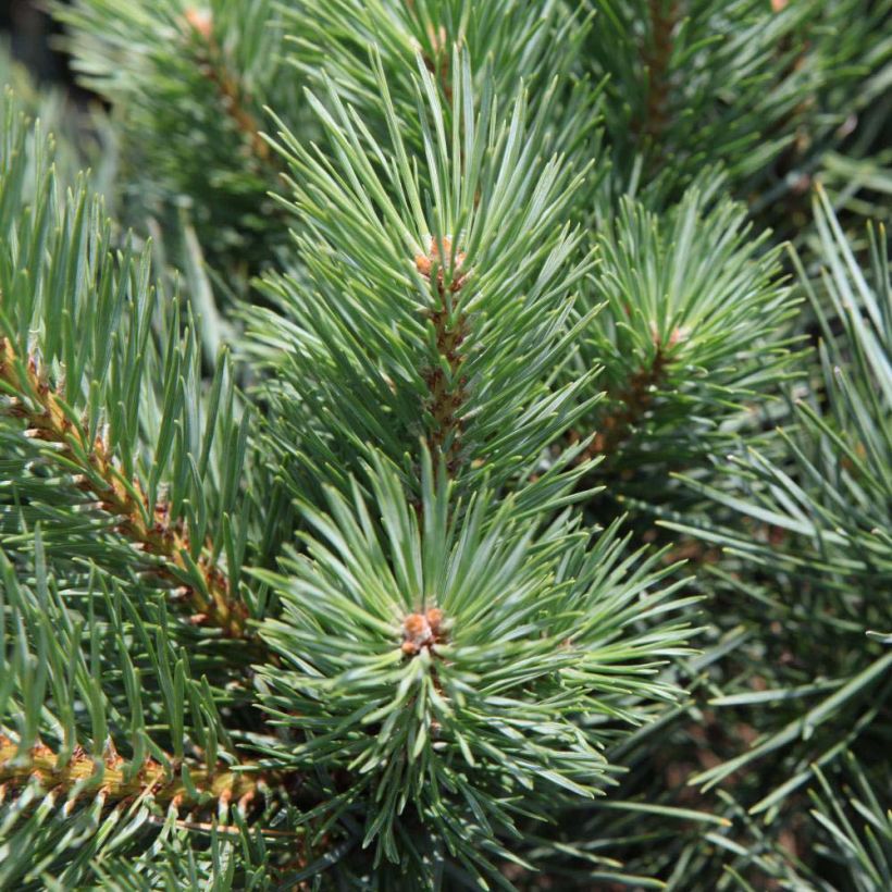 Pinus sylvestris Watereri - Wald-Kiefer (Laub)