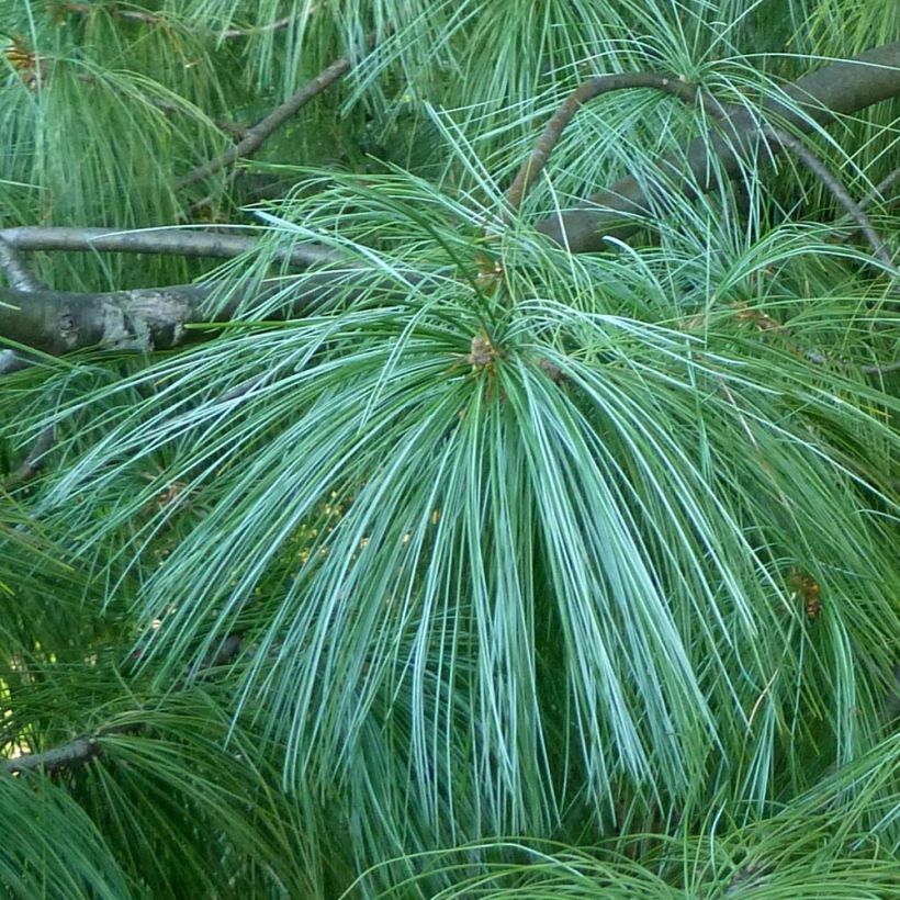 Pinus wallichiana - Himalaya-Kiefer (Laub)