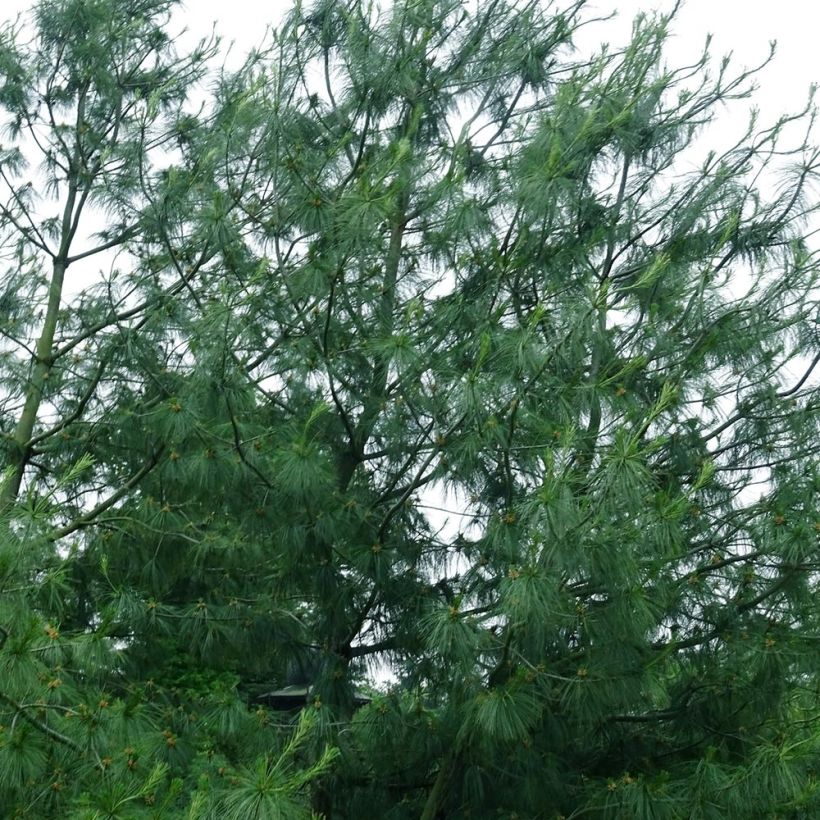 Pinus wallichiana - Himalaya-Kiefer (Hafen)