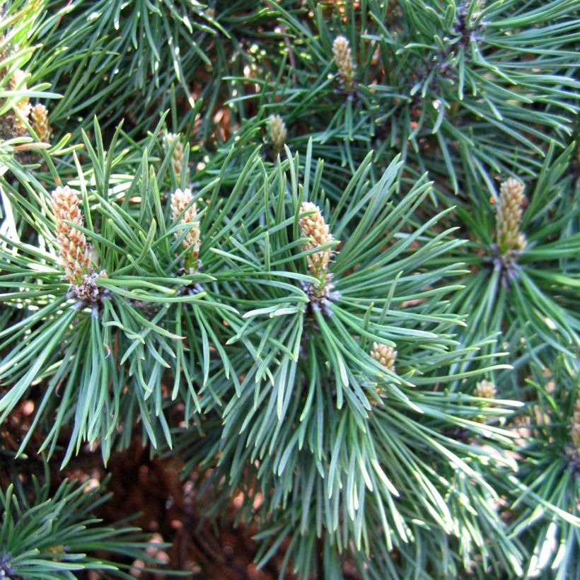 Pinus mugo Gnom - Bergkiefer (Ernte)