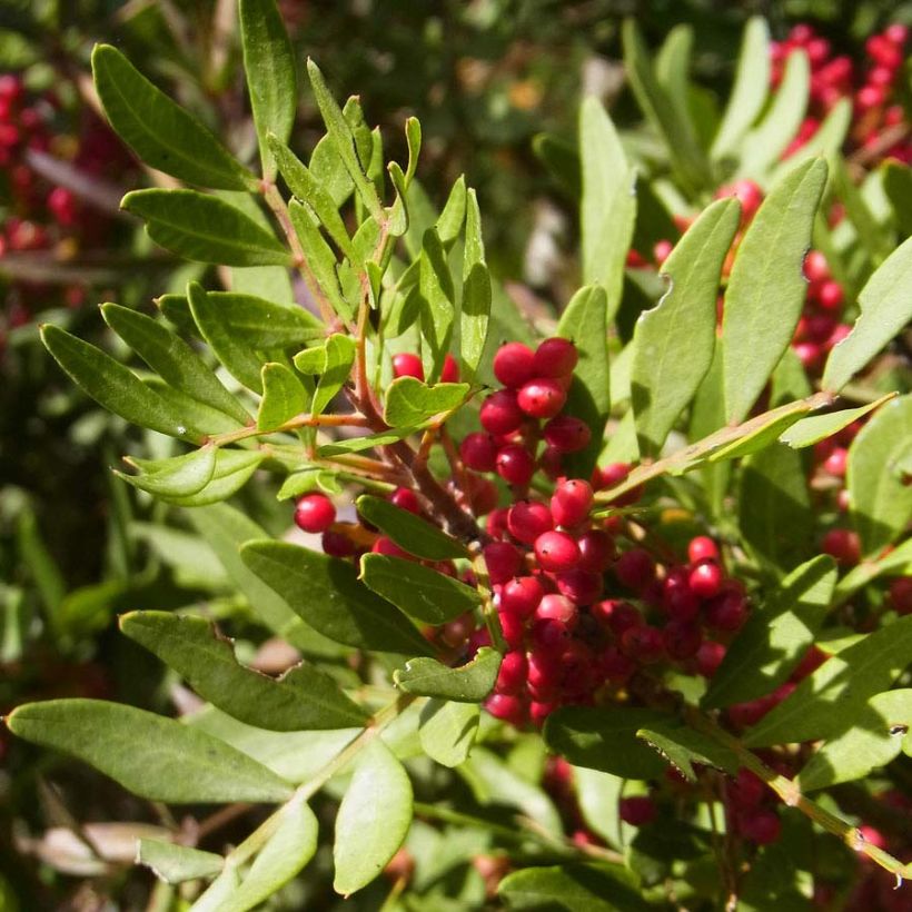 Pistacia lentiscus - Mastixstrauch (Laub)