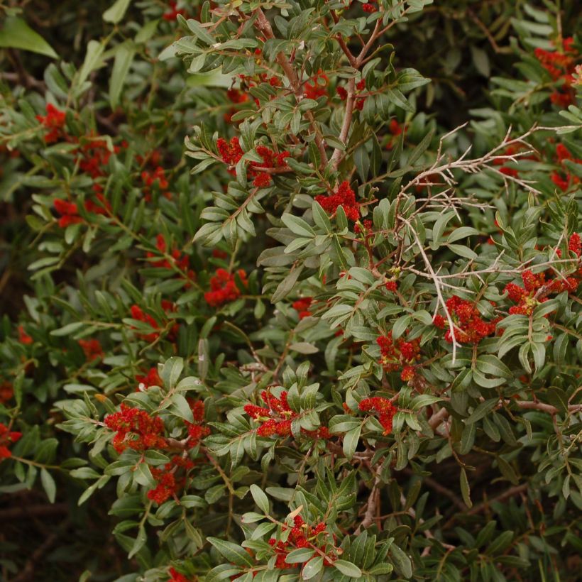 Pistacia lentiscus - Mastixstrauch (Blüte)