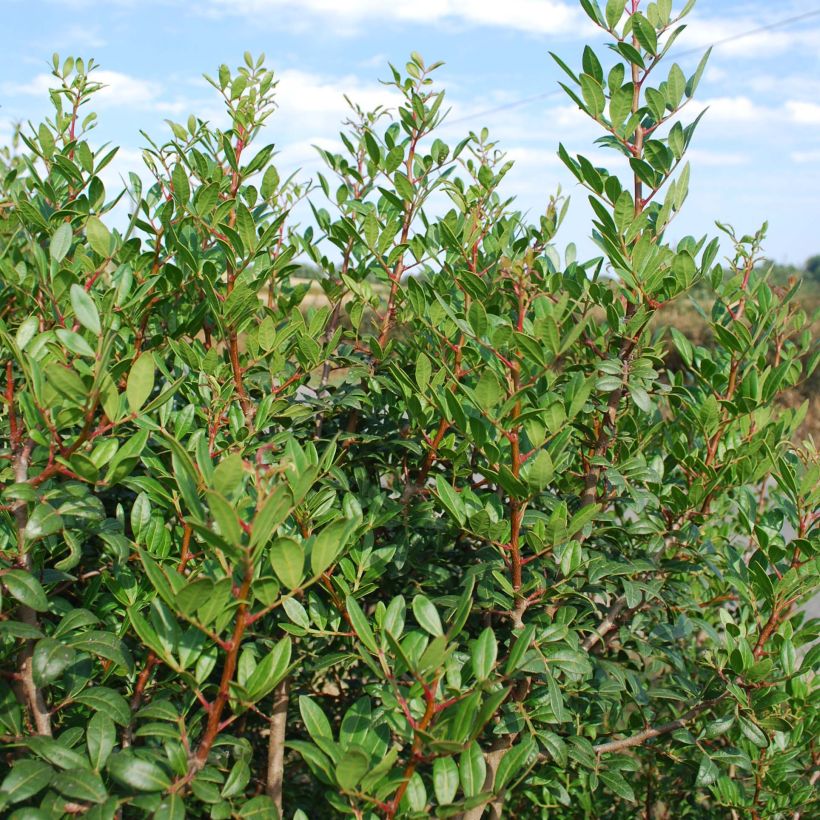 Pistacia lentiscus - Mastixstrauch (Hafen)