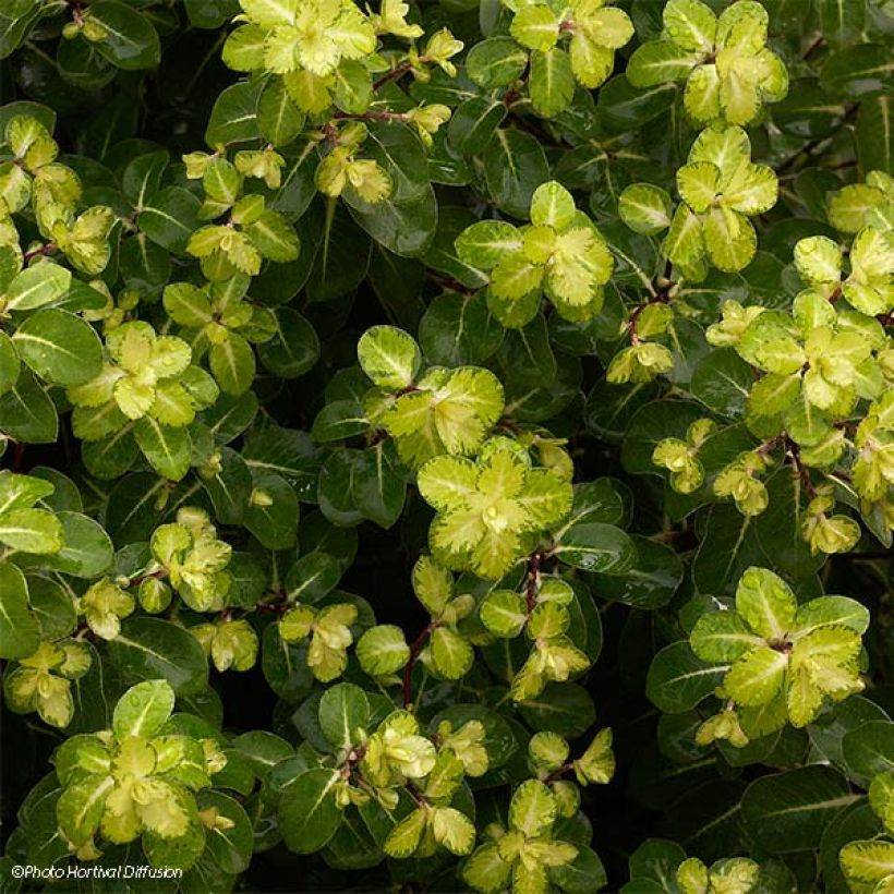 Pittosporum tenuifolium Abbotsbury Gold (Laub)