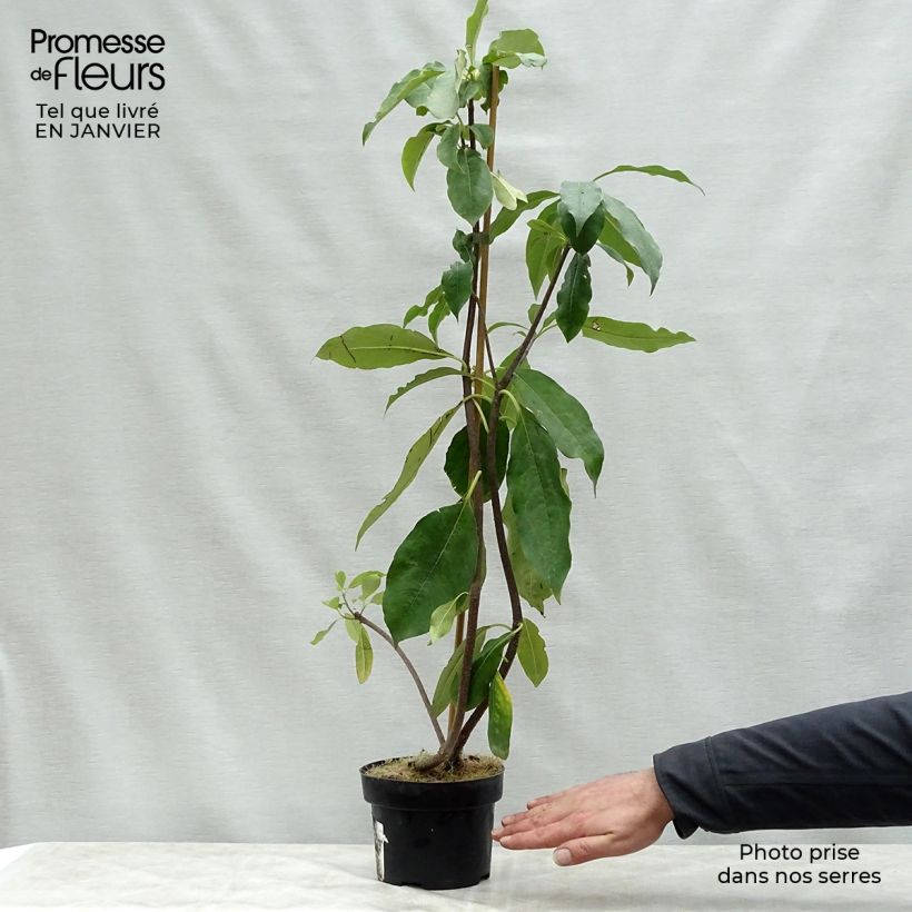 Exemplar von Pittosporum daphniphylloides Pot de 2L/3L wie im Winter geliefert