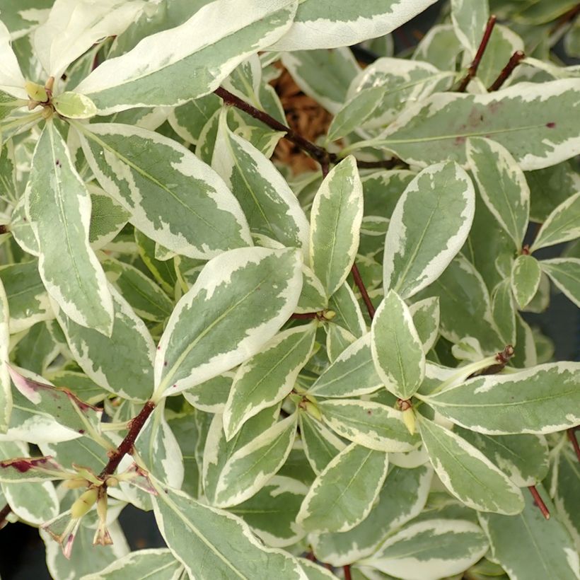 Pittosporum eugenoides Variegatum (Laub)