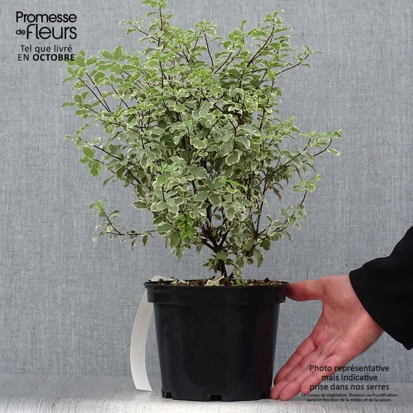 Exemplar von Pittosporum eugenoides Variegatum Pot de 3L/4L wie im Herbst geliefert