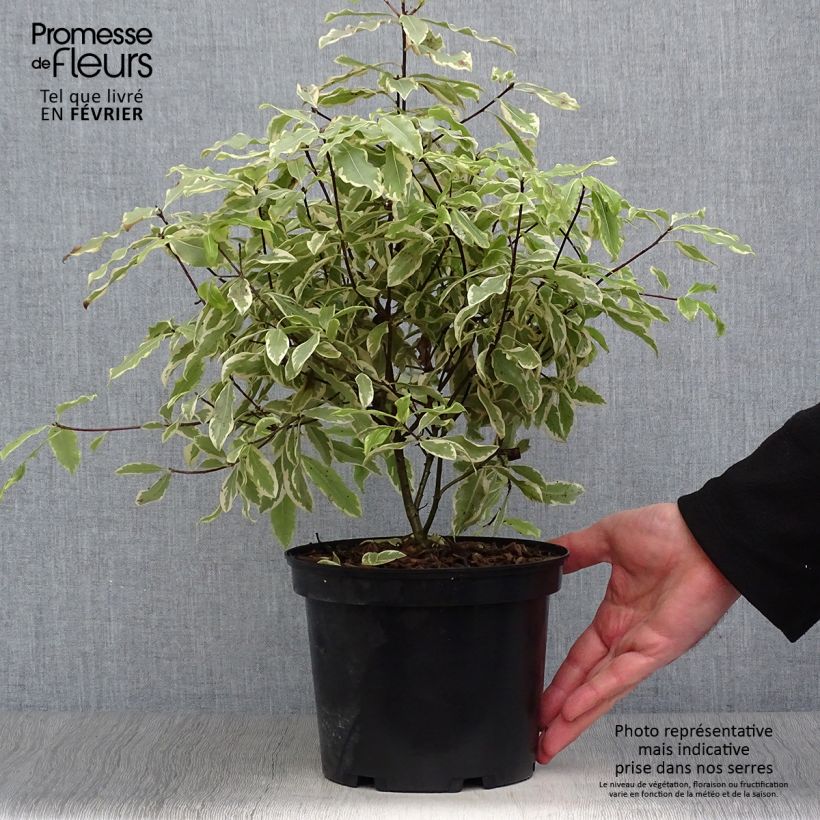 Exemplar von Pittosporum eugenoides Variegatum Pot de 3L/4L wie im Winter geliefert