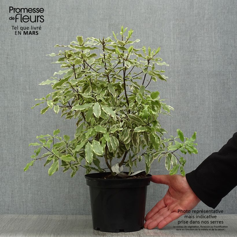 Exemplar von Pittosporum eugenoides Variegatum Pot de 3L/4L wie im Frühjahr geliefert