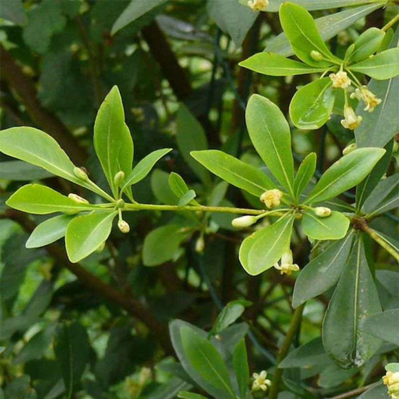 Pittosporum heterophyllum (Laub)