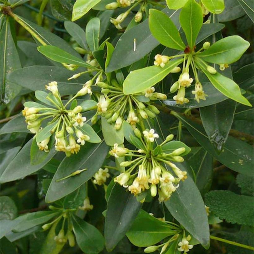 Pittosporum heterophyllum (Blüte)