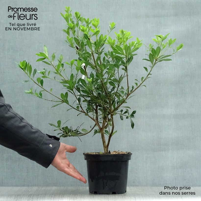 Exemplar von Pittosporum heterophyllum - Oranger de Chine Pot de 2L/3L wie im Herbst geliefert