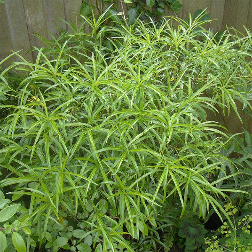 Pittosporum illicioides var. angustifolia (Hafen)