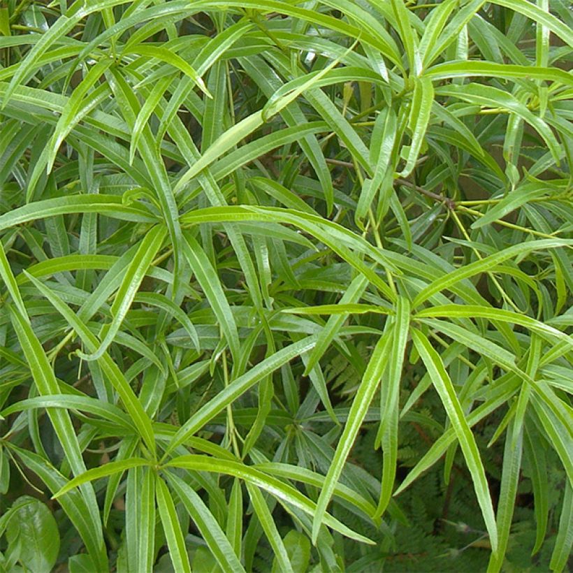 Pittosporum illicioides var. angustifolia (Laub)