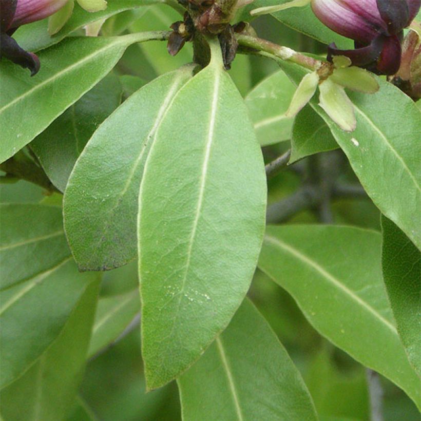 Pittosporum tenuifolium - Schmalblättriger Klebsame (Laub)