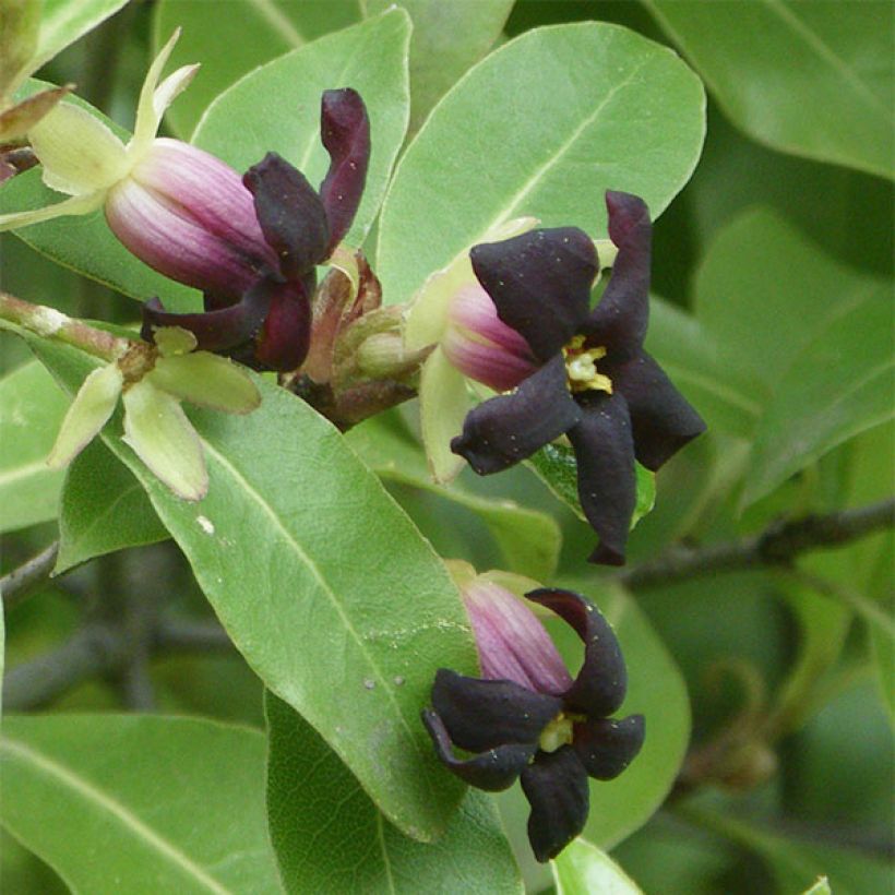 Pittosporum tenuifolium - Schmalblättriger Klebsame (Blüte)