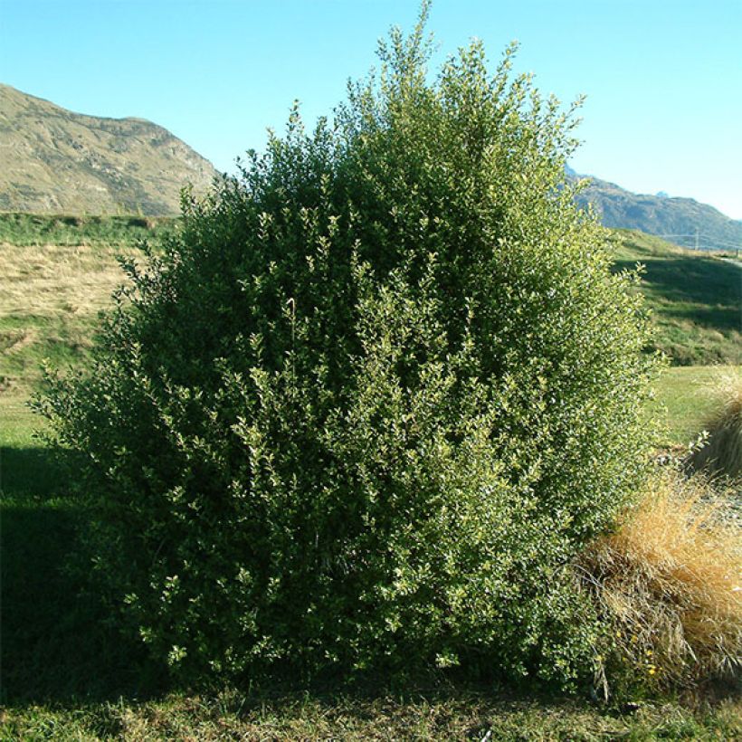 Pittosporum tenuifolium - Schmalblättriger Klebsame (Hafen)