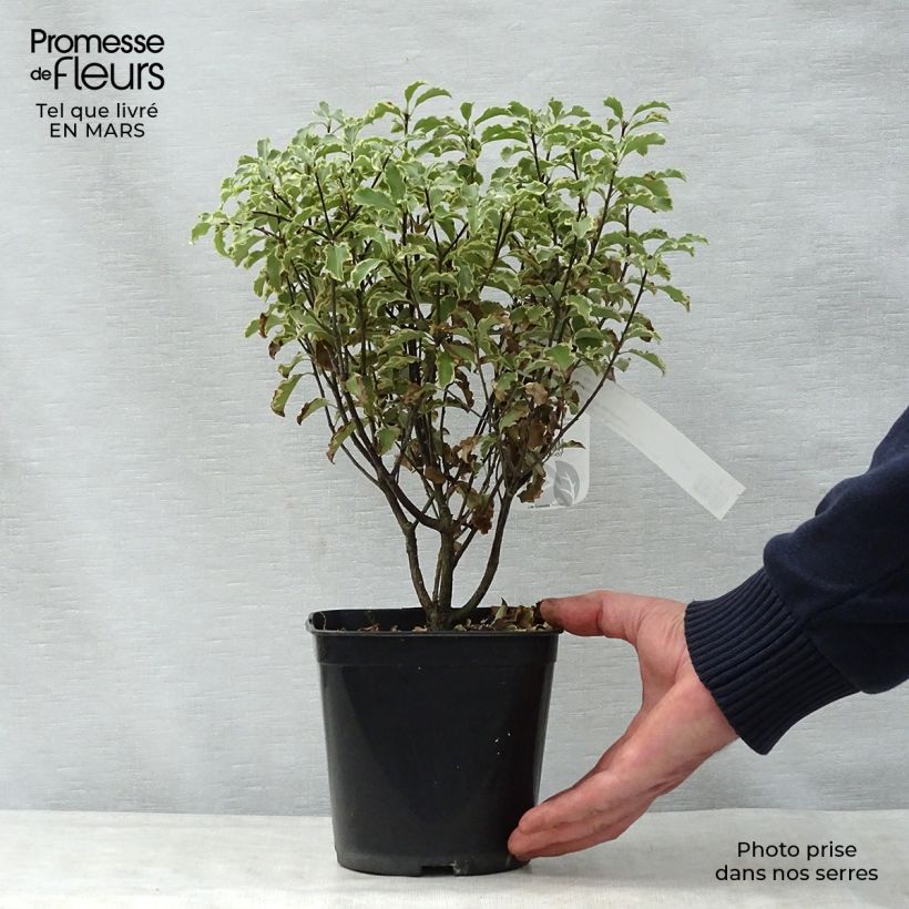 Exemplar von Pittosporum tenuifolium Pot de 2L/3L wie im Frühjahr geliefert