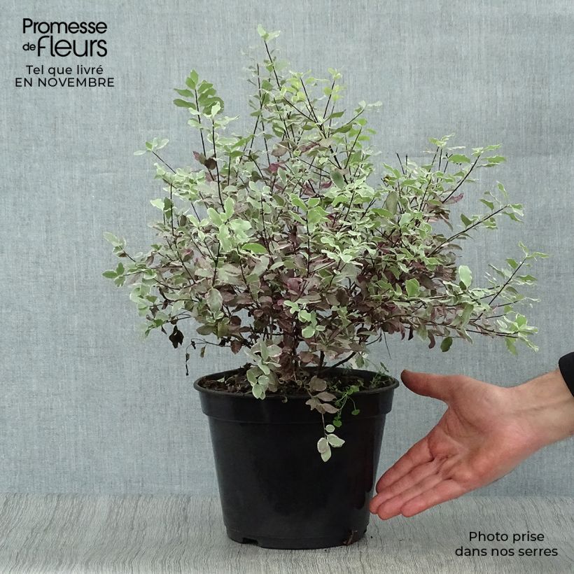 Exemplar von Pittosporum tenuifolium Bannow Bay Pot de 3L/4L wie im Herbst geliefert