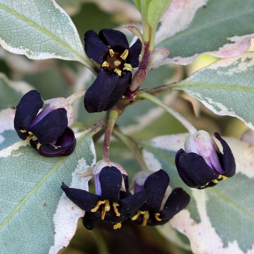 Pittosporum tenuifolium Bannow Bay (Blüte)