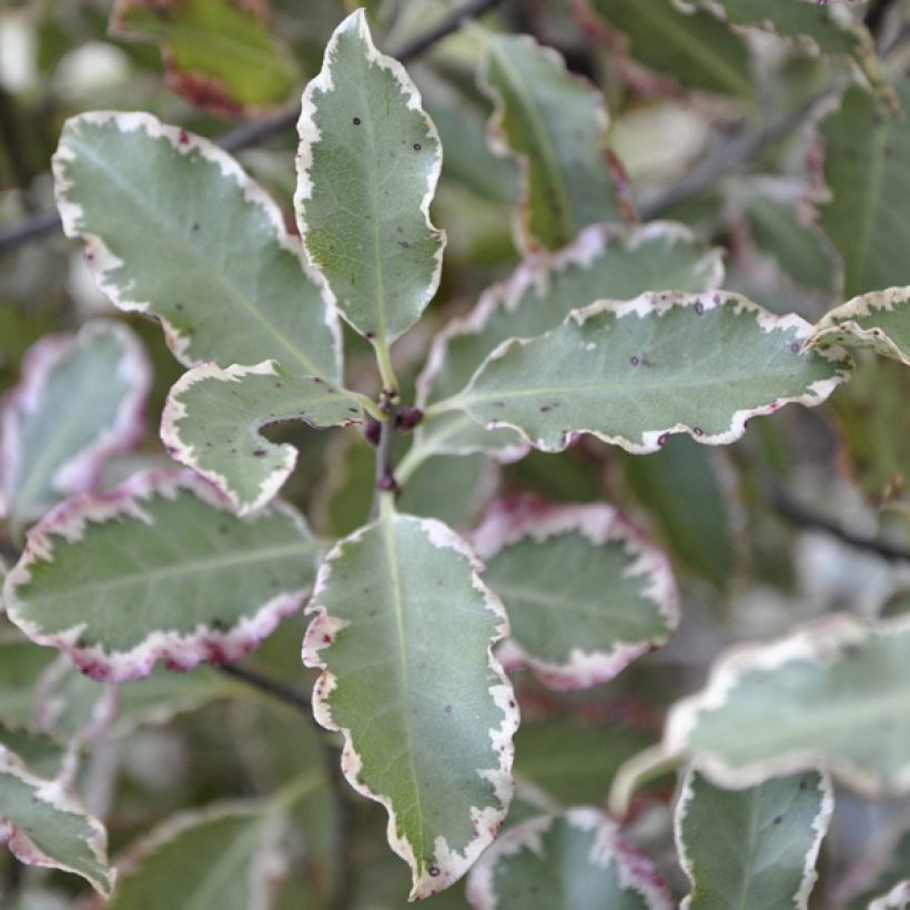 Pittosporum tenuifolium Elisabeth (Laub)