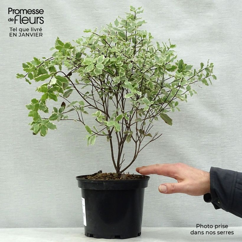 Exemplar von Pittosporum tenuifolium Elisabeth Pot de 2L/3L wie im Winter geliefert