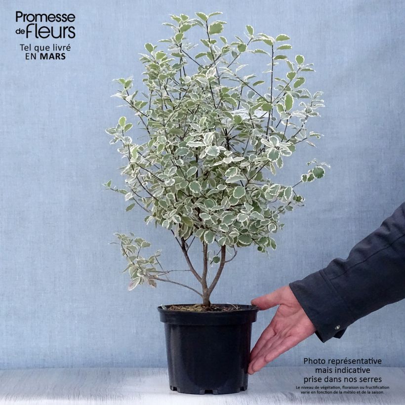 Exemplar von Pittosporum tenuifolium Elisabeth Pot de 2L/3L wie im Frühjahr geliefert