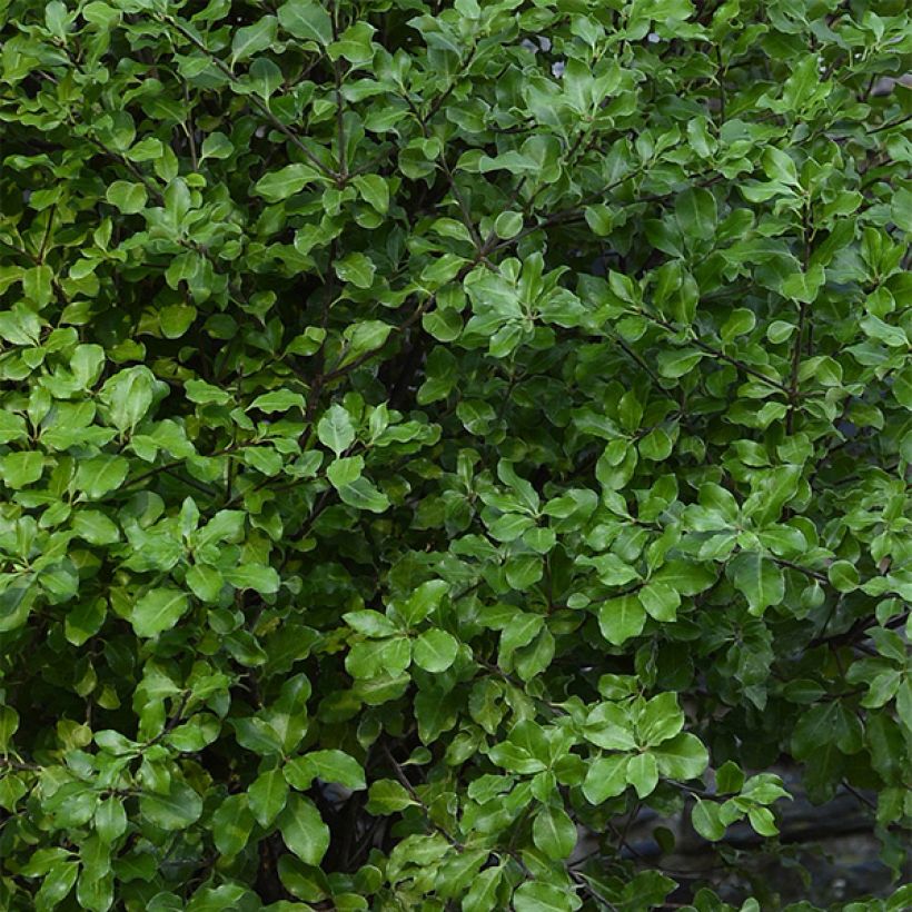 Pittosporum tenuifolium Emerald Dome (Laub)