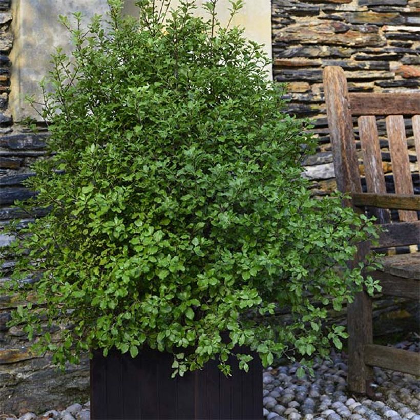 Pittosporum tenuifolium Emerald Dome (Hafen)