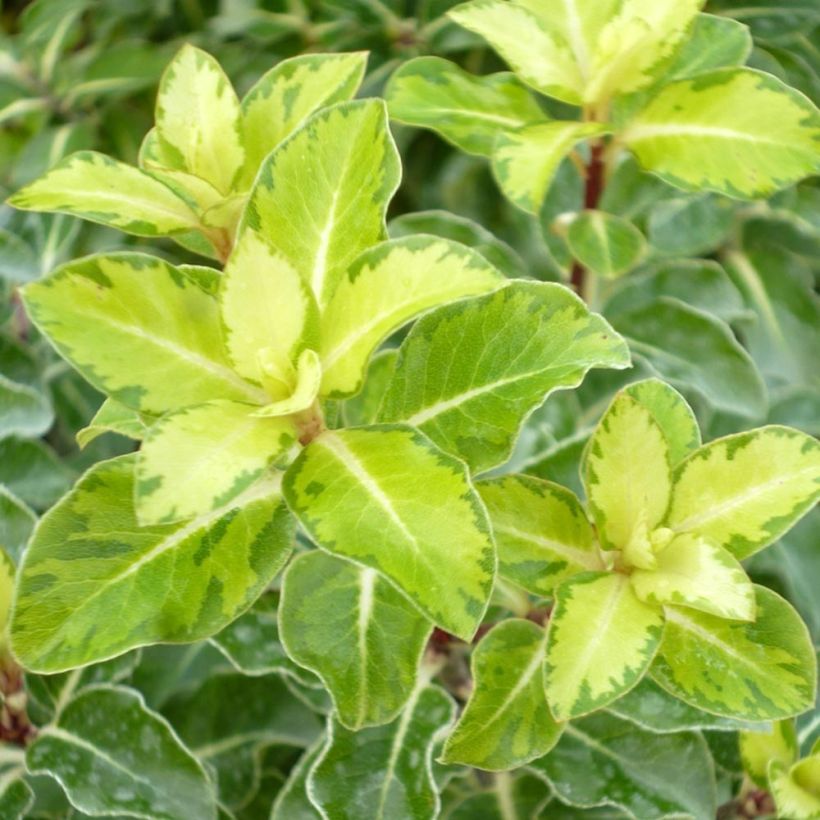 Pittosporum tenuifolium Gold Star (Laub)