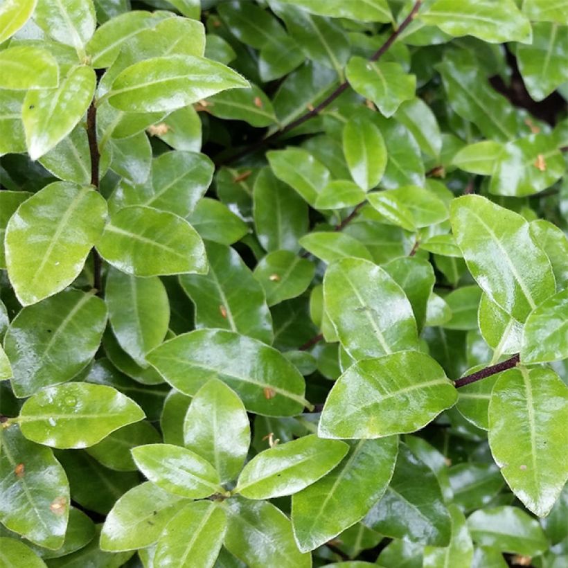 Pittosporum tenuifolium Golf ball (Laub)