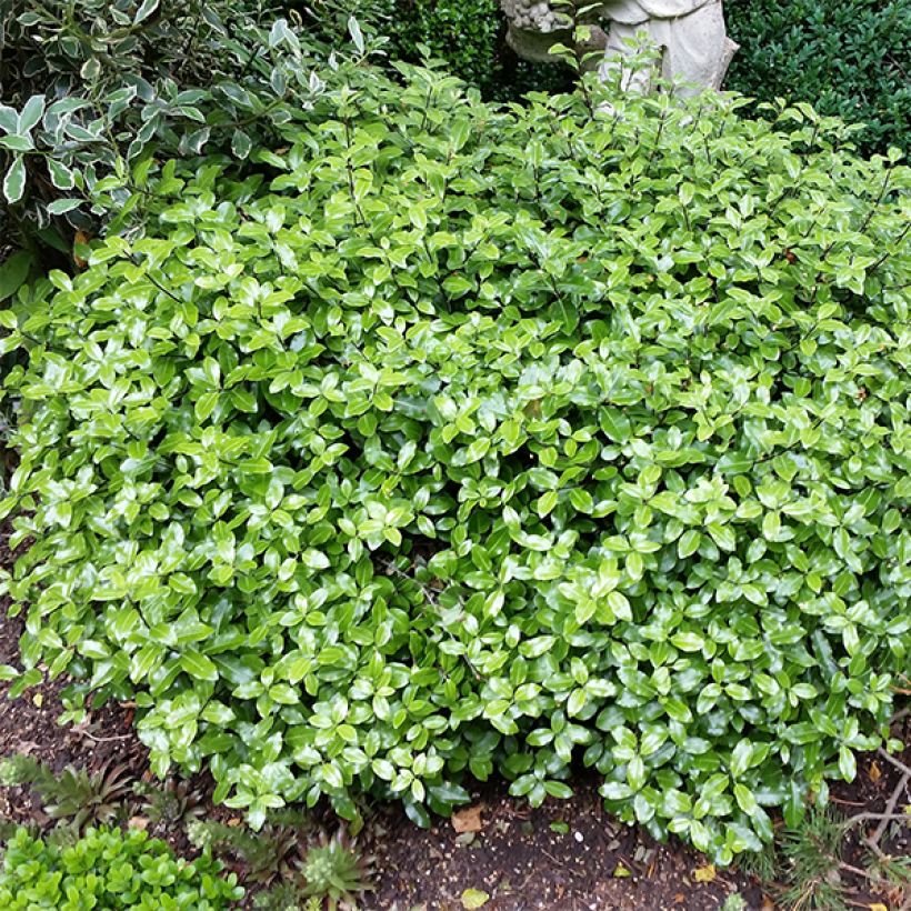 Pittosporum tenuifolium Golf ball (Hafen)