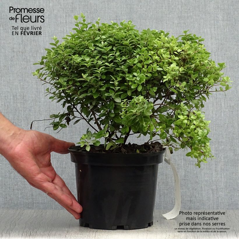 Exemplar von Pittosporum tenuifolium Golf ball - Pittosporum à petites feuilles Pot de 2L/3L wie im Herbst geliefert