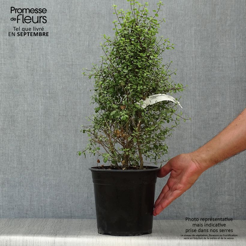 Exemplar von Pittosporum tenuifolium Green Elf en pot de 4l/5l wie im Herbst geliefert