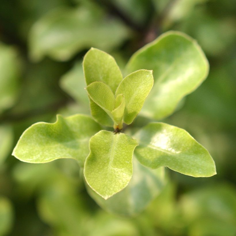 Pittosporum tenuifolium Green elf (Laub)