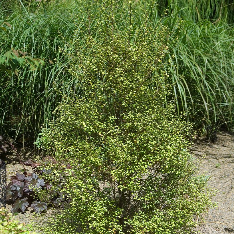 Pittosporum tenuifolium Green elf (Hafen)