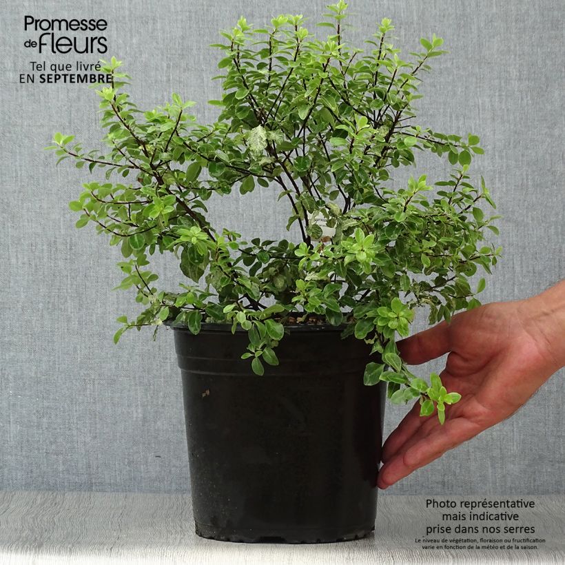 Exemplar von Pittosporum tenuifolium Irene Patterson pot de 4L/5L wie im Herbst geliefert