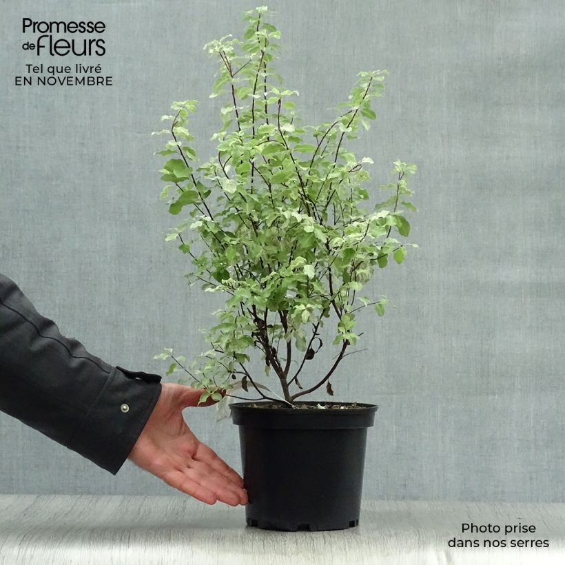 Exemplar von Pittosporum tenuifolium Irene Patterson Pot de 2L/3L wie im Herbst geliefert