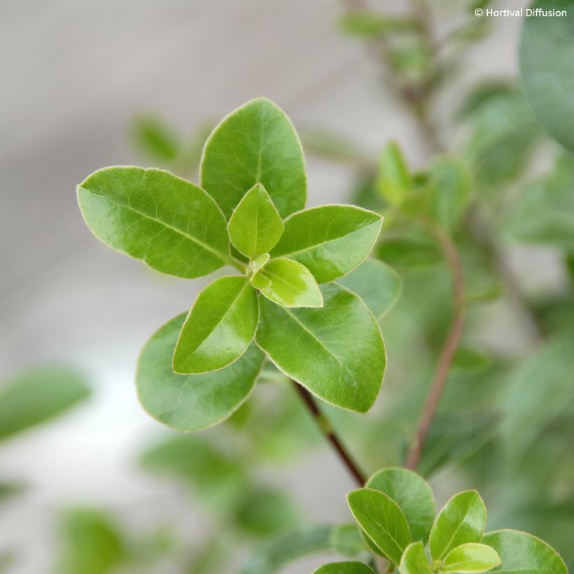 Pittosporum tenuifolium Irish Luck (Laub)