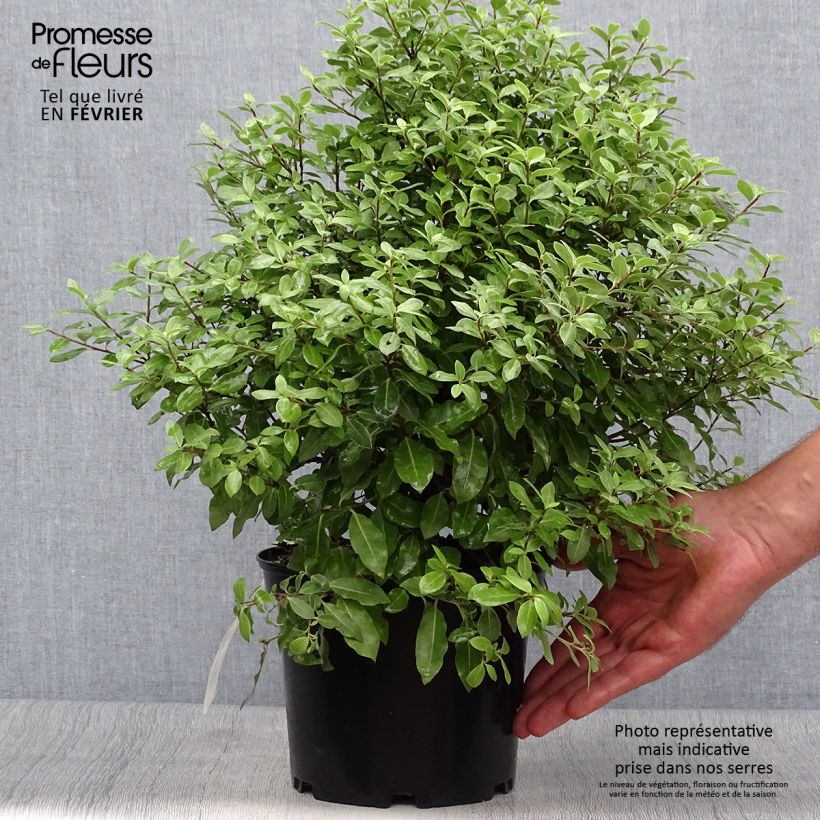 Exemplar von Pittosporum tenuifolium Midget Pot de 3L wie im Herbst geliefert