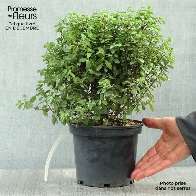 Exemplar von Pittosporum tenuifolium Midget Pot de 3L wie im Winter geliefert