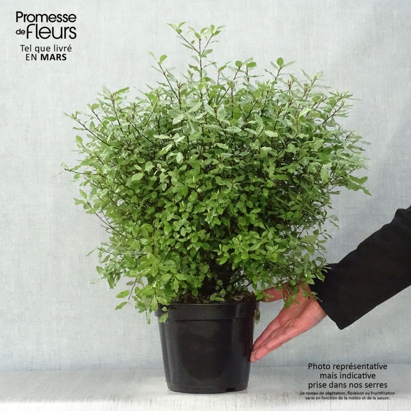 Exemplar von Pittosporum tenuifolium Midget Pot de 3L wie im Frühjahr geliefert