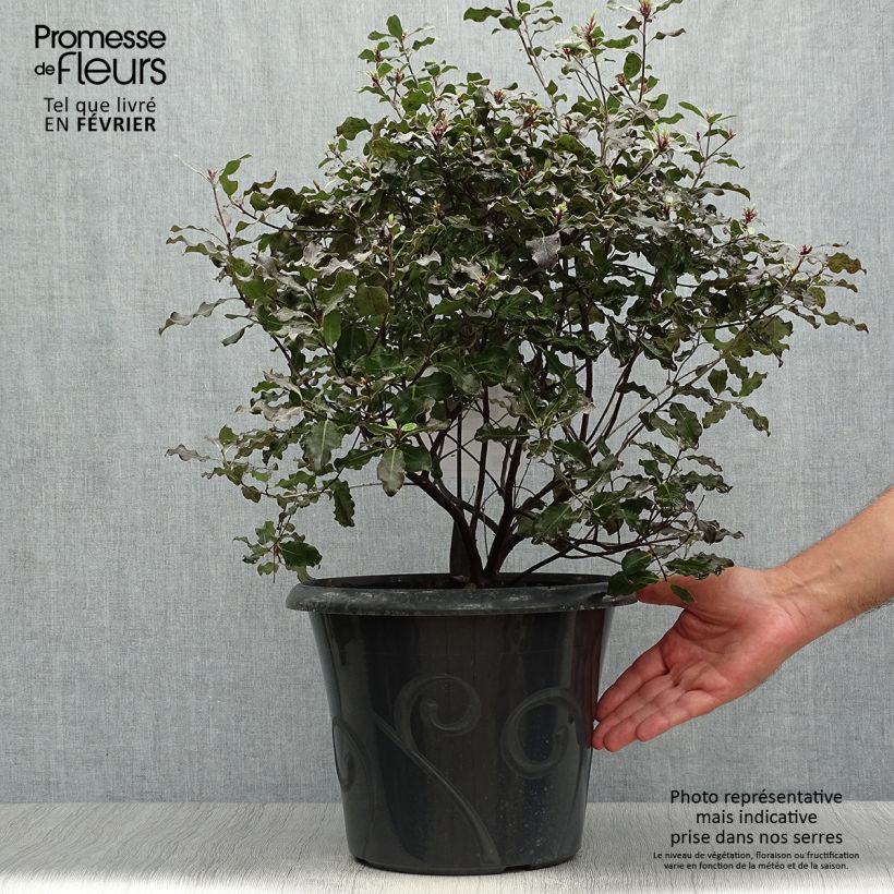 Exemplar von Pittosporum tenuifolium Purpureum - Pittosporum à petites feuilles Pot de 7,5L/10L wie im Herbst geliefert