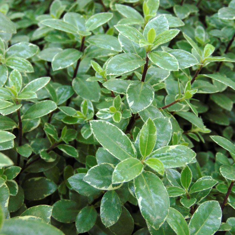 Pittosporum tenuifolium Silver Ball (Laub)